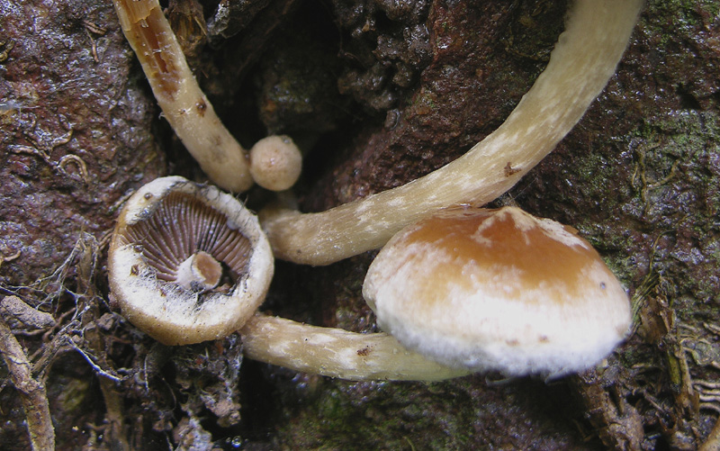 Credevo fosse Hypholoma dispersum......